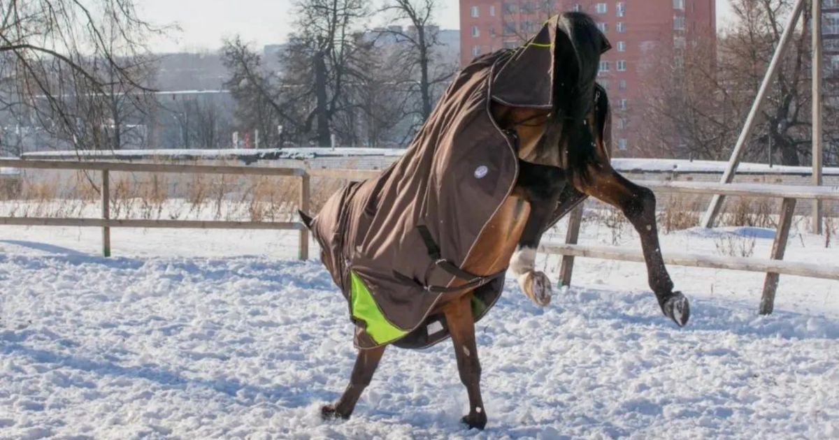 a properly fitted blanket gives your horse good freedom of movement – even in winter. photo canva pro