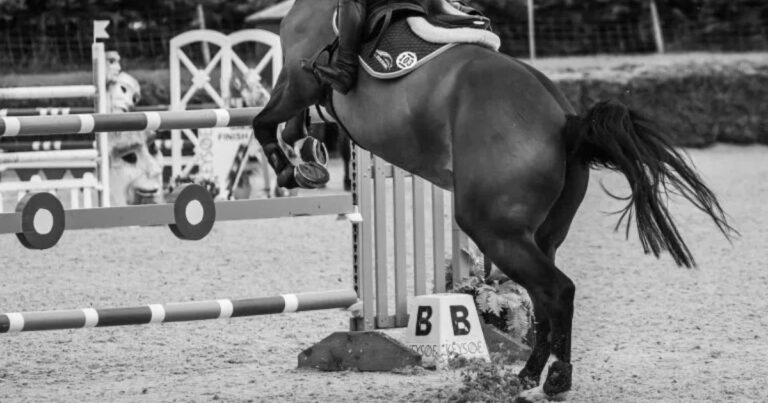 are you a show jumper photo archive
