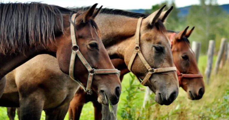 how well do you really know the different horse breeds around the world