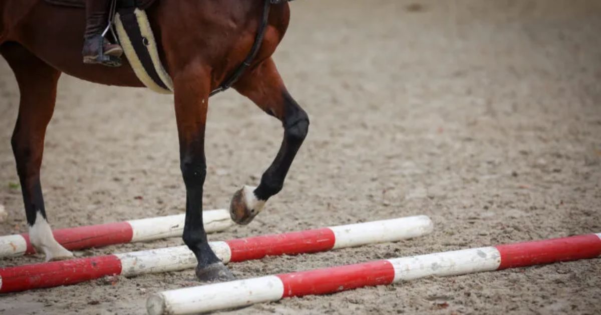 pole training can strengthen a horse's abdominal muscles. photo archive.