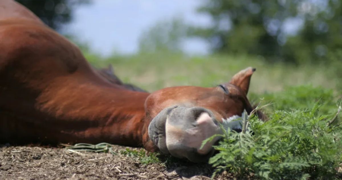 the horse should ideally lie down to achieve deep sleep. photo archive