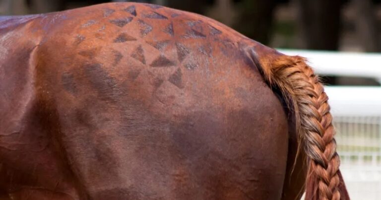 there are several things you can do to strengthen your horse's hindquarters. photo canva pro