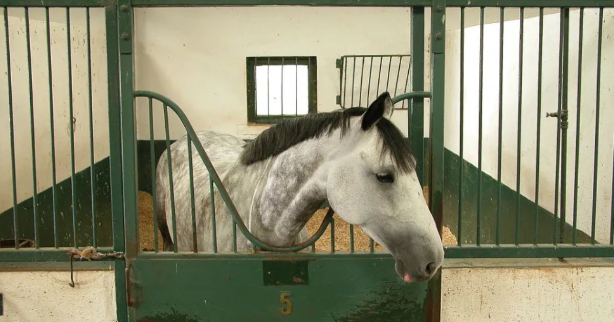 Is your horse getting enough sleep? Lack of deep sleep can be harmful