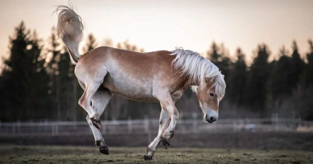 the horses mood – and thereby its behavior – is influenced by the balance of neurotransmitters in the horses brain. photo kaja wennich photography