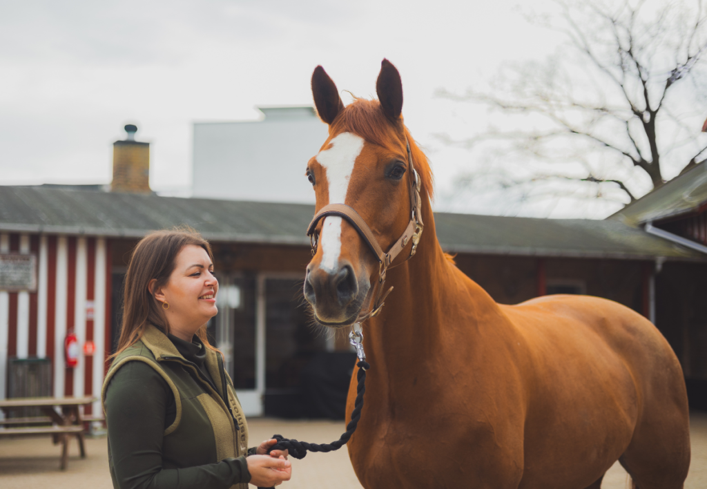 horse and rider 