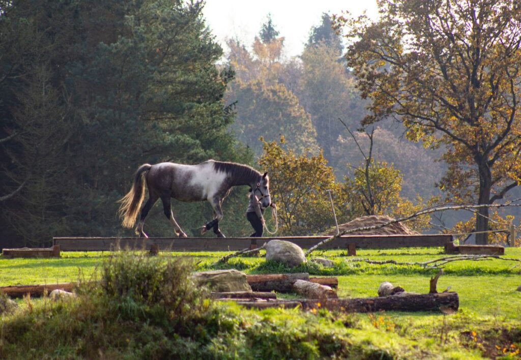 Nyd de smukke omgivelser i de forskellige horseparks. Foto: Desirae Rasmussen. Ta'Selv Foto