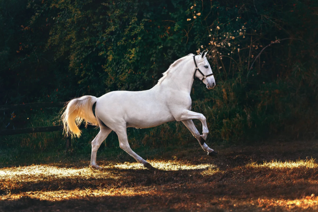 White Horse