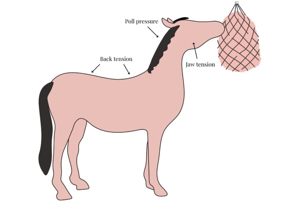 A high-hanging haynet cancreate unnatural pressure on the horse's poll, back and jaw. Graphic: Malgré Tout