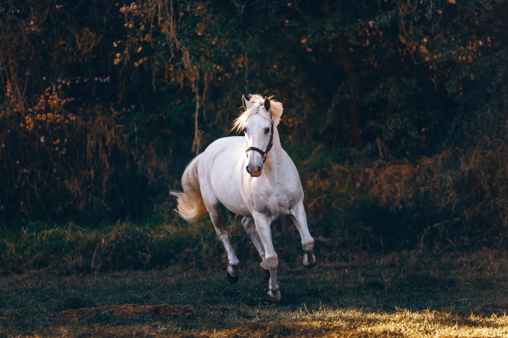 White Horse