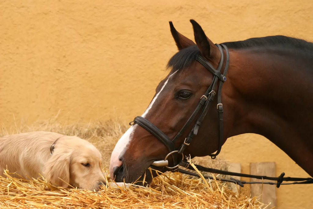 Horse and dog relaxing