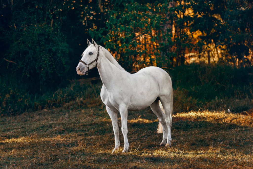 White Horse