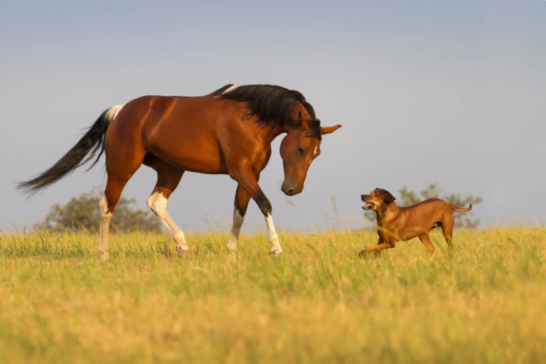 Horse and dog playing together