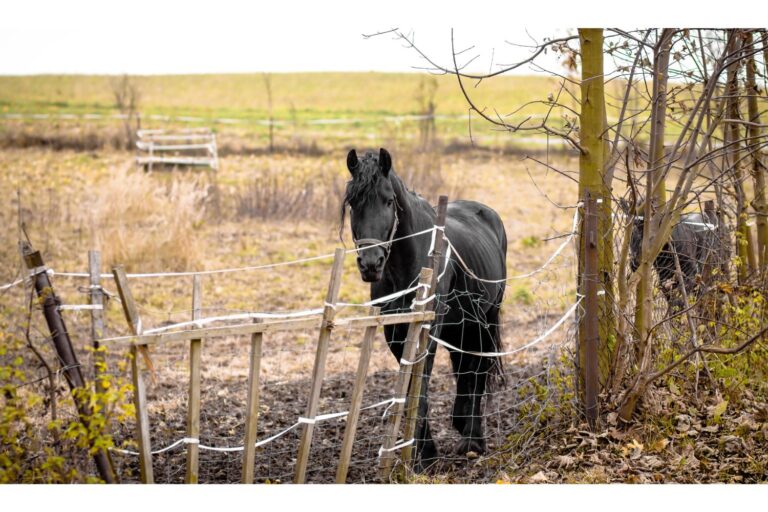 Negligence of horses – what to do?