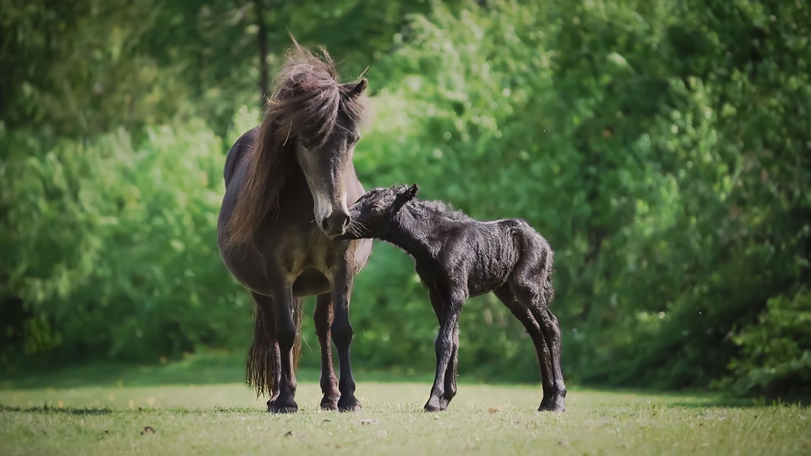 Fantastic Falabella Meet The Smallest Horse Breed In The World 
