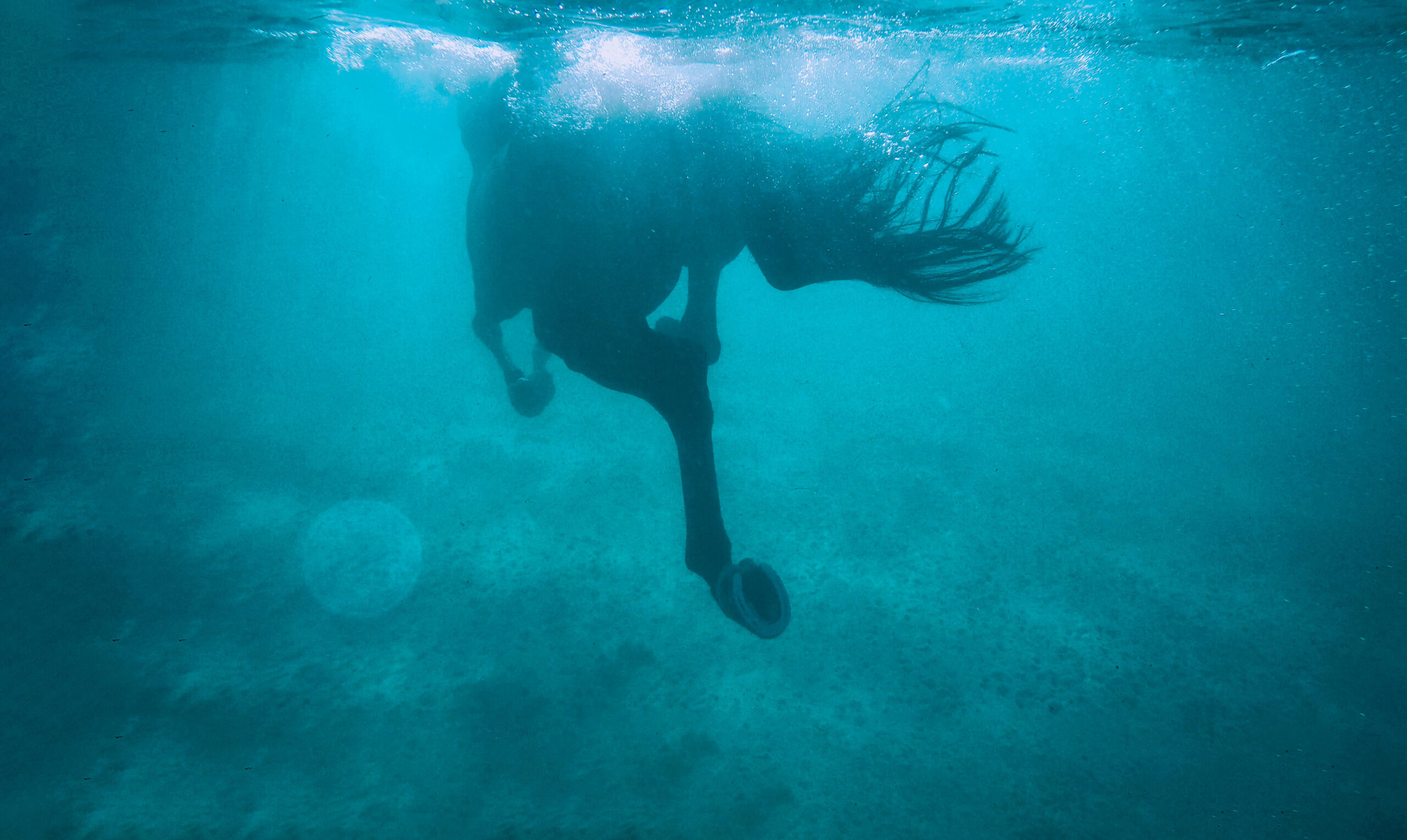 Guide: How to swim with your horse | Malgré Tout Media