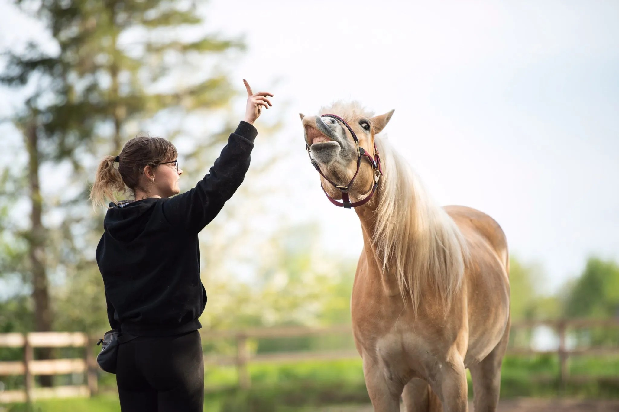5 fun tricks to easily train your horse | Malgré Tout Media