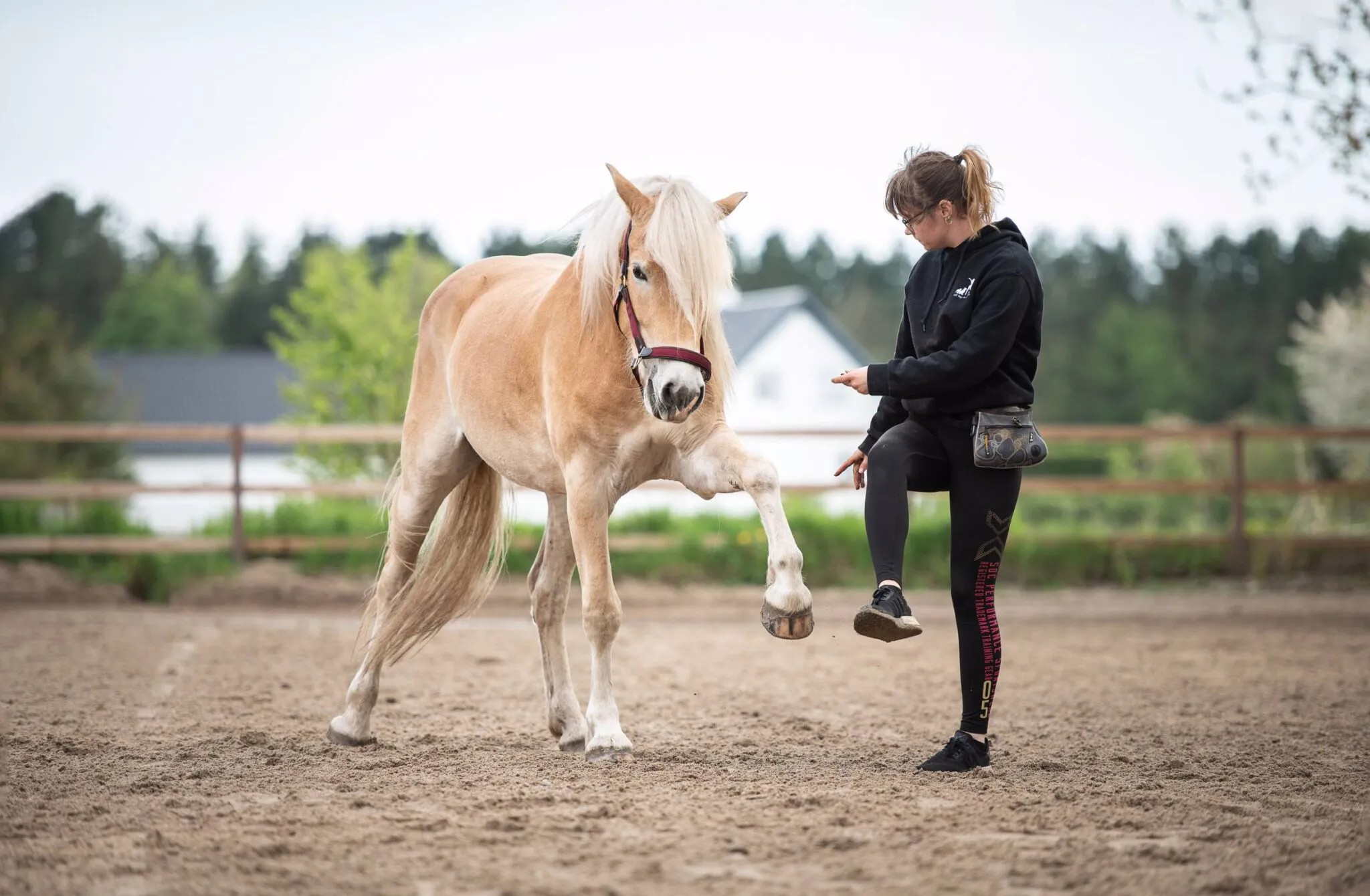 5 fun tricks to easily train your horse | Malgré Tout Media